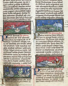 Ms 320 Fol.116 Zeemonsters, uit 