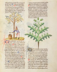 Ms. De Diversis Herbis door Dioscorides, fol.165r Terpentijn Tappen