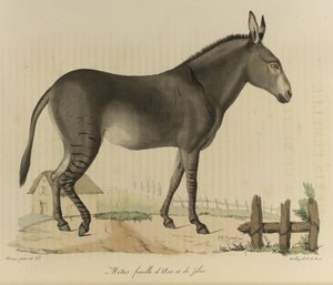 Hybride. Een kruising tussen een ezel en een zebra, uit Histoire Naturelle des Mammifères (kleur litho) door French School