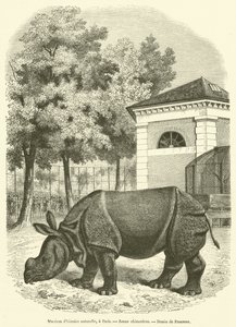 Natuurhistorisch Museum, in Parijs, jonge neushoorn