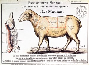 Schaap: diagram met de verschillende stukken vlees door French School