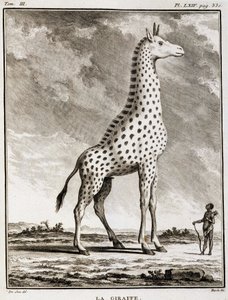 Natuurhistorische plaat: De Giraffe - in 