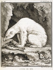 Natuurhistorisch bord: De zeebeer die zich voedt met een zeehond - in 