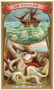 Octopus