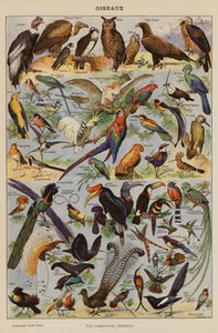 Vogels