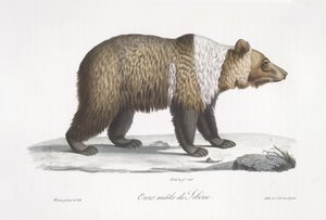 Mannelijke Siberische beer, uit Histoire Naturelle des Mammifères door French School