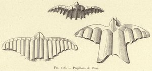 Papillons de Pline door French School