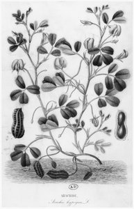 Pinda (Arachis hypogaea)