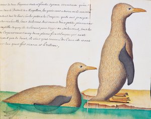 Pinguïns, Straat Magellaan, aquarel uit logboek door Jacques Gouin de Beauchesne, kapitein van Compagnie royale de la Mer du Sud, 1698-1701