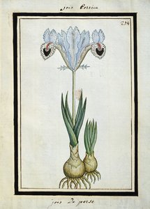 Perzische iris, c.1700