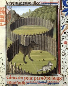 Wolfval - in 