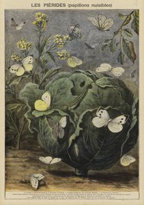 Pieridae (schadelijke vlinders)