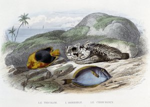 Vissen: De tricolor, de verschrikkelijke en de chirurg - in 