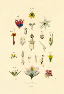 Plantenveredeling