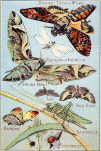 Plaat 1: Schedel Sfinx, Hop Vlinder, Sfinx Neri, Ino, Goud Groen, Aurora, Sprinkhaan, Lieveheersbeestjes. Gravure in "Syllabary alphabet of butterflies and insects". Serie A. Pellerin et Cie, drukkers-uitgevers, Epinal, eind 19e eeuw. Chromolithografieën. door French School