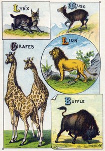 Plaat 3: Lynx, Musk, Giraffen, Leeuw, Buffel. Gravure in "Syllabary alphabet of wild animals". Serie A. Pellerin et Cie, drukkers-uitgevers, Epinal, eind 19e eeuw. Chromolithografieën. Klein 8-pagina