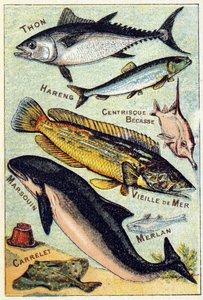 Plaat 3: Tonijn, Haring, Centric snavel, Oude Zee, Bruinvis, Wijting, Tegel. Gravure in "Syllabisch alfabet van zee- en zoetwatervissen". Serie A. Pellerin et Cie, drukkers-uitgevers, Epinal, eind 19e eeuw. Chromolithografieën. Klein 8-pagina reclamealbum door French School
