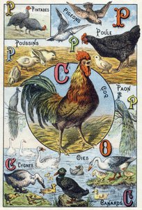 Plaat 3: parelhoenders, duiven, kuikens, hen, haan, pauw, zwanen, ganzen, eenden. Gravure in "Syllabary alphabet of domestic animals and farmyard". Serie A. Pellerin et Cie, drukkers-uitgevers, Epinal, eind 19e eeuw. Chromolithografieën