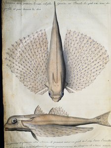 Profiel en achterkant van gevleugelde vis, Groot Eiland, Brazilië, aquarel uit logboek van Jacques Gouin de Beauchesne, kapitein van Compagnie royale de la Mer du Sud, van 1698 tot 1701, Frankrijk