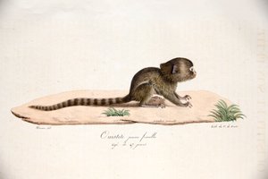 Dwergzijdeaapje, uit Histoire Naturelle des Mammifères, met originele figuren, door Étienne Geoffroy Saint-Hilaire & Frédéric Cuvier, 1824-42 door French School