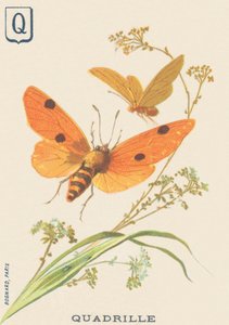 Quadrille (Lithosia quadra of Lithosie quadrille)
