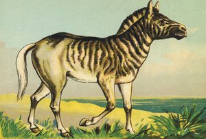Q als Quagga (of couagga, zebra ondersoort uitgestorven in 1883) door French School