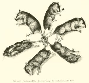 Ratten gevonden in Straatsburg in 1683