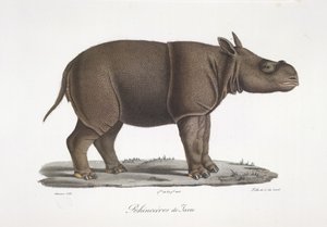 Javaanse neushoorn, uit Histoire Naturelle des Mammifères door French School