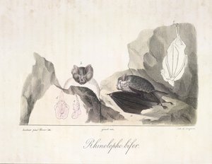 Rhinolophe bifer. Vampiervleermuizen, uit Histoire Naturelle des Mammifères