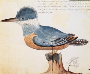 Ringed Kingfisher (Megaceryle torquata), Elizabeth Bay, Straat Magellaan, aquarel uit logboek van Jacques Gouin de Beauchesne, kapitein van Compagnie royale de la Mer du Sud, van 1698 tot 1701, Frankrijk door French School