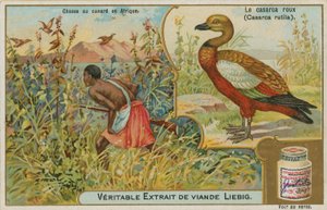 Rode Bergeend; eendenjacht in Afrika