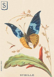 Sybille