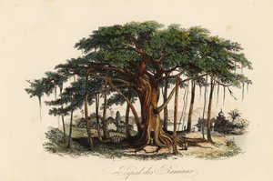 Heilige vijgenboom, Ficus religiosa, ook bekend als de bodhiboom, banianboom, banyanboom, pippalaboom, peepulboom, peepalboom of ashwatthaboom door French School