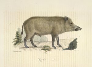 Sanglier, mannetje, uit Histoire Naturelle des Mammifères