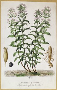 Saponaria officinalis, 19e eeuw