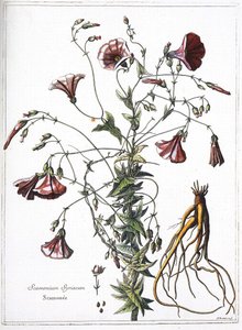 Scamoneum (Scamonium Syriacum) - uit 