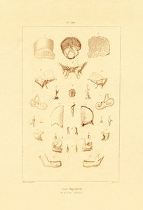 Skelet door French School