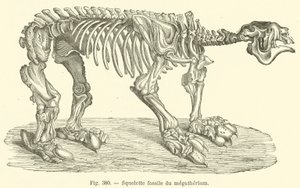 Fossiel skelet van het megatherium door French School