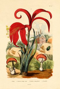 Gestreepte Vlooienkever, 1833-39