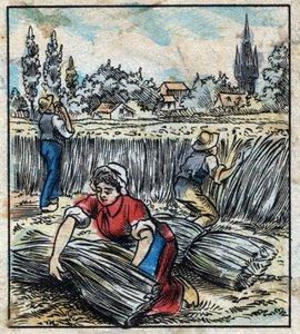 Textiel, vlas: landbouw. Verzamelt linnen dat in een bundel wordt samengevoegd om te drogen. Gravure. Epinal afbeelding eind 19e eeuw.