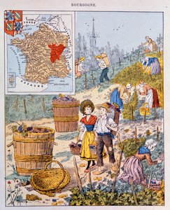De druivenoogst in Bourgondië, illustratie uit een schoolboek, c.1910 door French School