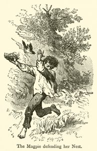 De ekster verdedigt haar nest (gravure)