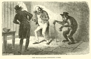 De Orang-Outang die een Man nadoet (gravure)