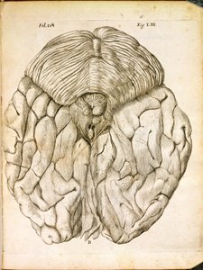 De structuur van de hersenen, uit De Homine Figuris door Rene Descartes (1596-1650) gepubliceerd in Den Haag, 1662 door French School