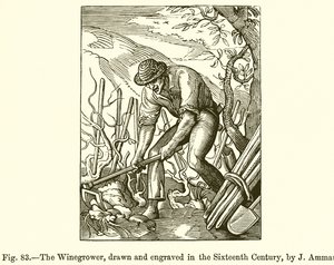De Wijnbouwer