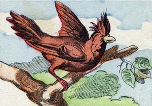 De kardinaal. Gravure in "Buffon Alphabet des Oiseaux n 2". 3e Serie N 2. Imaging of Epinal, Epinal, eind 19e eeuw. 16 pagina