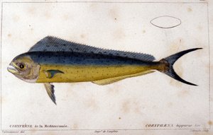De coryphene van de Middellandse Zee na 