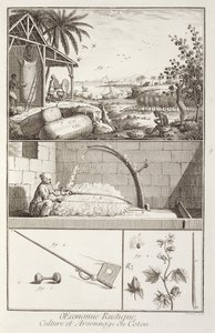 De teelt van katoen, uit de Encyclopedie door Denis Diderot (1713-84), gegraveerd door A. Provost (fl. 1834-55), ca. 1760