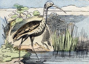 De wulp. Gravure in "Buffon Alphabet des Oiseaux n 2". 3e Serie N 2. Imaging of Epinal, Epinal, eind 19e eeuw. 16 pagina