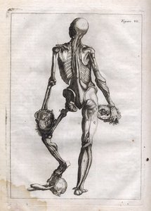 Deze figuur kan de nieuwsgierigheid bevredigen van degenen die het ontklede lichaam tot op de botten willen zien - gravure in “Abstracte Anatomie, aangepast aan de kunsten van schilderen en beeldhouwen” door French School